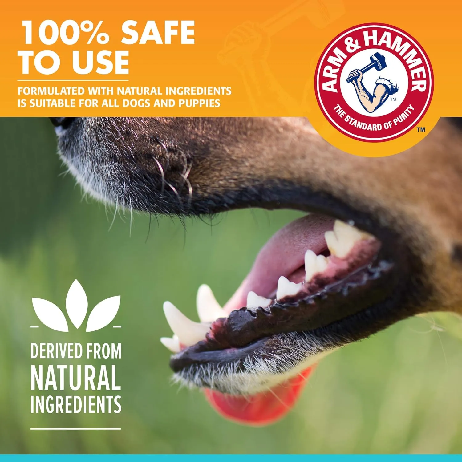 Arm & Hammer for Pets Dental Toothpaste for Dogs | No More Doggie Breath | Safe for All Dogs and Puppies | Chicken Flavor Dog Toothpaste - 2.5 Ounce - 3 Pack