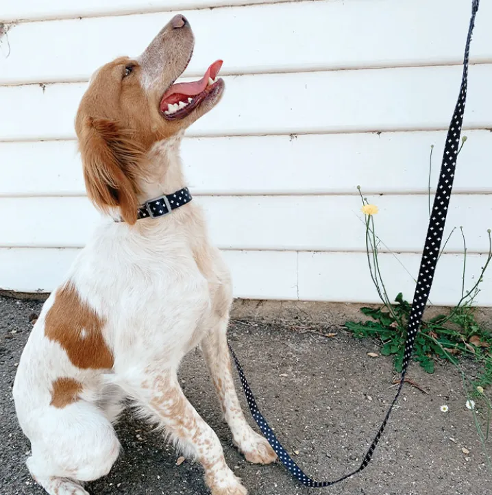 Dan & Sam – Dog Lead or Collar – Crossways