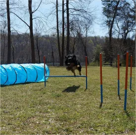 Dog Agility Set - Dog Agility Equipment - 1 Dog Tunnel, 6 Weave Poles, 1 Dog Agility Jump - Canine Agility Set for Dog Training, Obedience, Rehabilitation