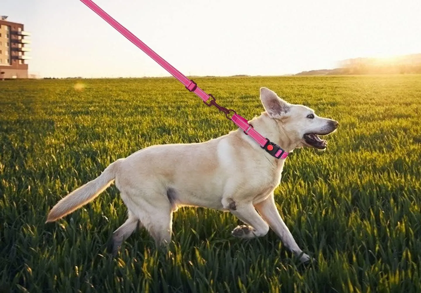 Martingale Dog Collar and Leash Set Martingale Collars for Dogs Reflective Martingale Collar for Small Medium Large Dogs(Hot Pink&L)